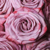 Antique Mauve Fresh Cut Rose