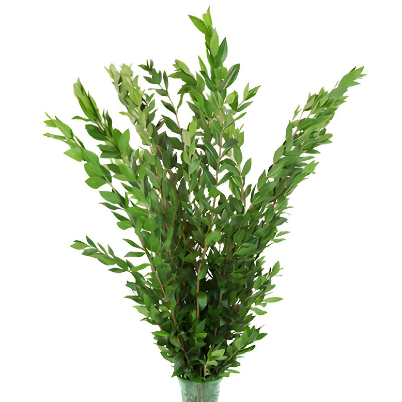 Wholesale greenery myrtle filler flower bunch sold as bulk