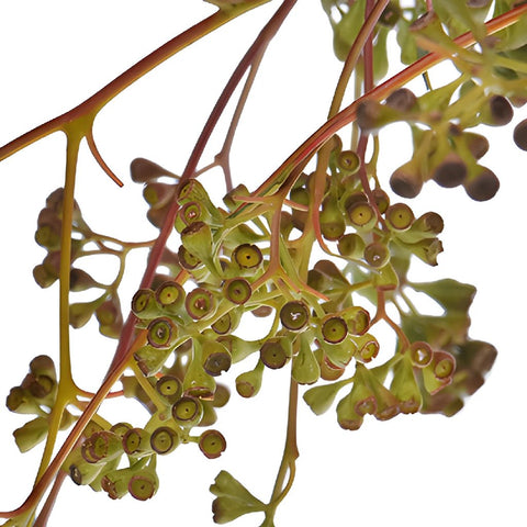 Naked Seeded Eucalyptus Wholesale Greenery Up Close