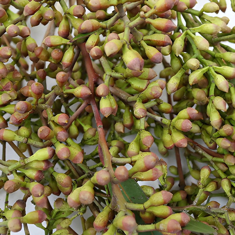 Naked Seeded Eucalyptus Wholesale Greenery Up Close