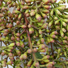 Naked Seeded Eucalyptus Greenery