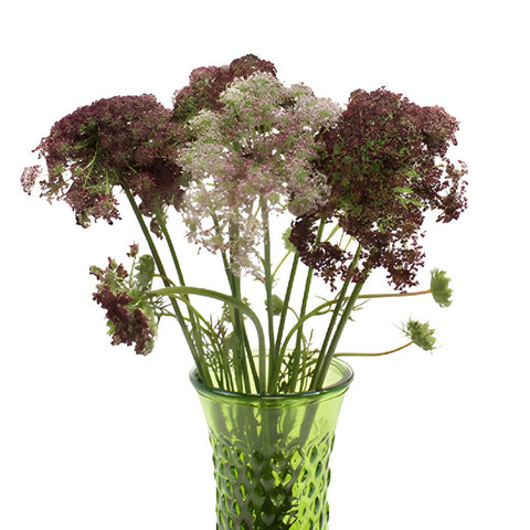 Neapolitan Lace Fall Wholesale Flowers