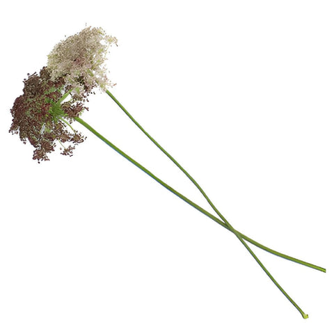 Neapolitan Lace Fall Wholesale Flowers