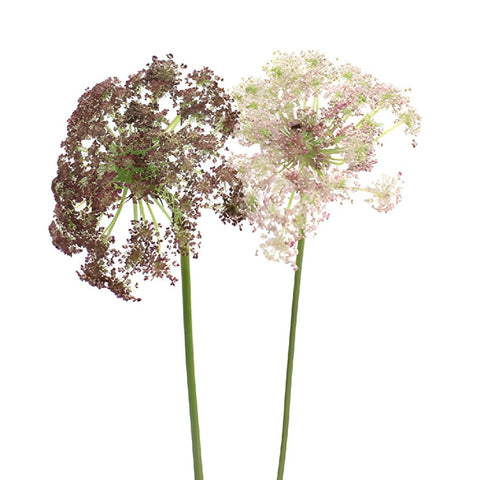 Neapolitan Lace Fall Wholesale Flowers