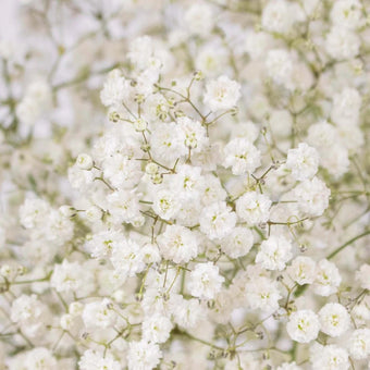 Baby's Breath Flower New Love