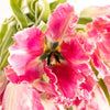 Novelty Tulip Dark Pink Flower