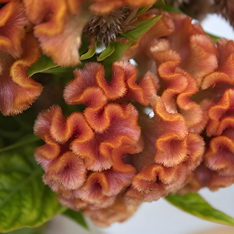 Celosia Orange Fresh Flower