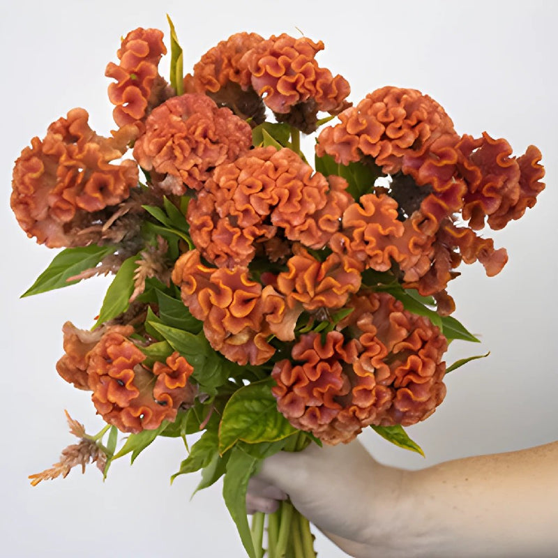 Celosia Orange Fresh Flower