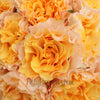 Garden Rose Cream Ruffles in the Sky
