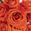 Orange Crush Rose