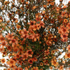 Dark Orange Enhanced Wax Flowers May 16th to November 30th Delivery