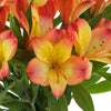 Bicolor Orange and Yellow Peruvian Lilies