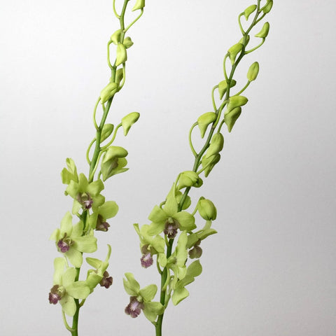 Orchids Green Wholesale Flowers Stem