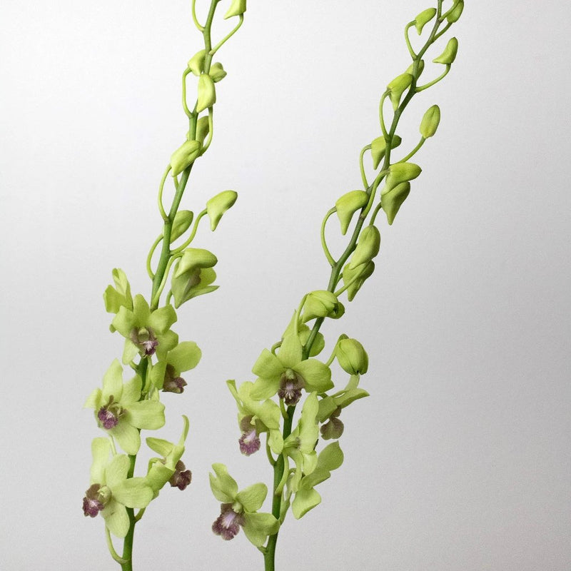 Orchids Green Wholesale Flowers Stem