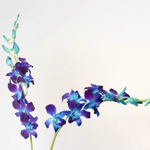Orchids Blue Wholesale Flower Stems