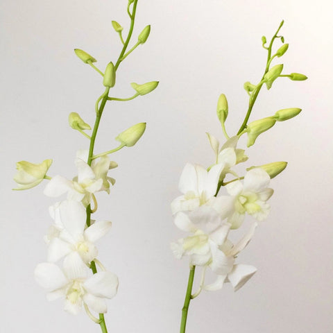 Orchids White Wholesale Flower Stems