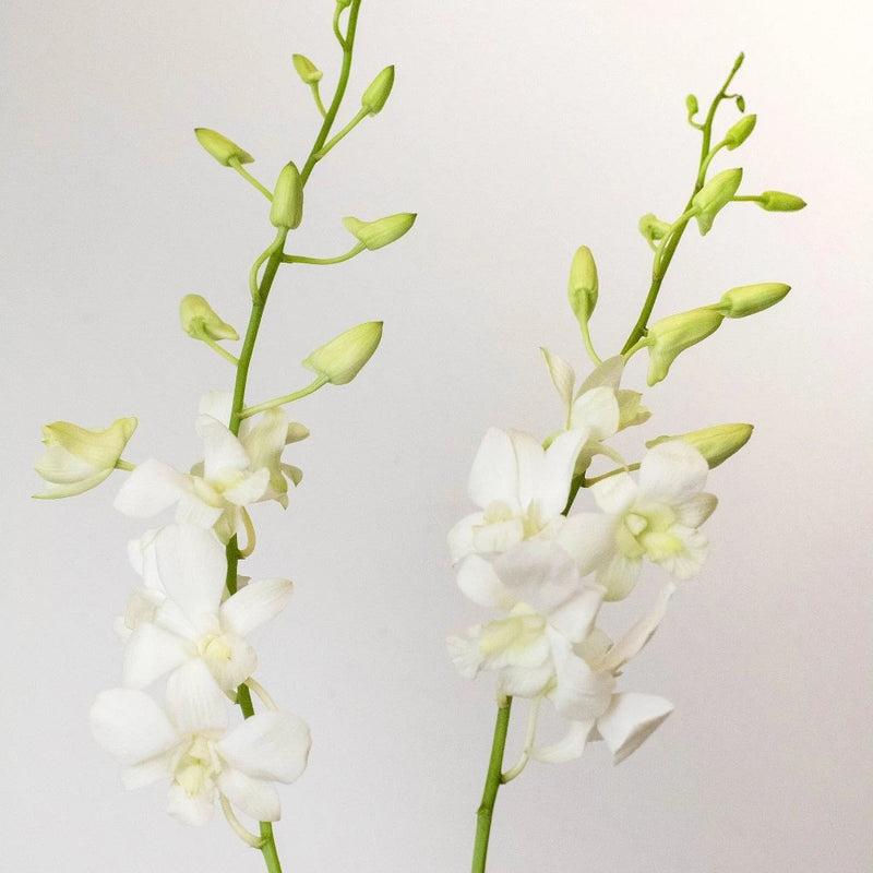 Orchids White Wholesale Flower Stems