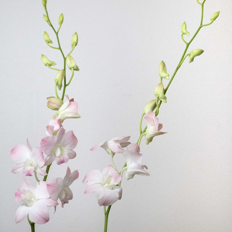 Orchids Blush Wholesale Flower Stems