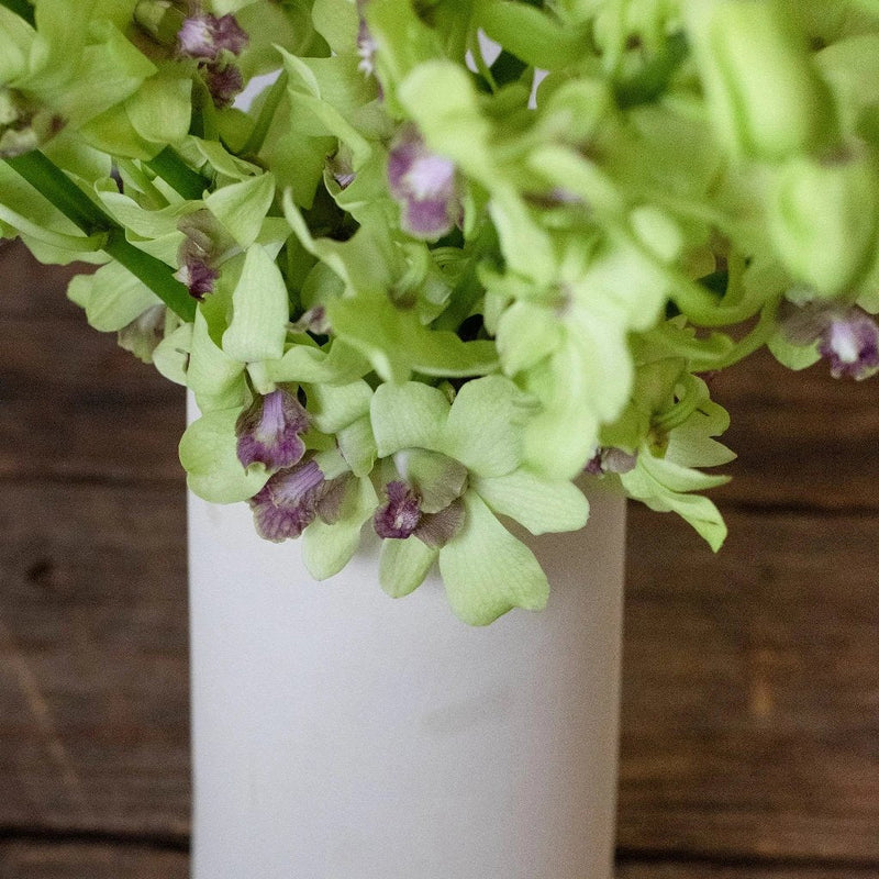 Orchids Green Wholesale Flowers In a Vase