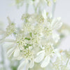 Orlaya White Lace Vintage Wedding Flower