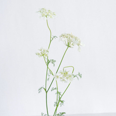 Orlaya White Lace Vintage Stem - Image
