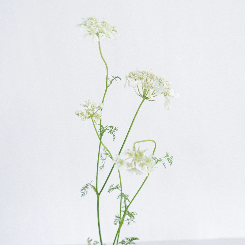 Orlaya White Lace Vintage Stem - Image