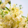 Stock Light Yellow Flower