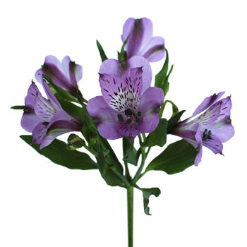 Passion Purple alstroemeria Wholesale Flower Stem