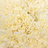 Butter Yellow Carnation Flower
