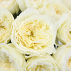 Patience Ivory Cream David Austin Garden Rose
