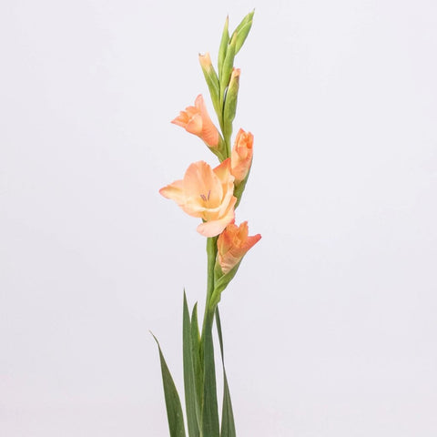 Mini Gladiolus Peach Flower Stem