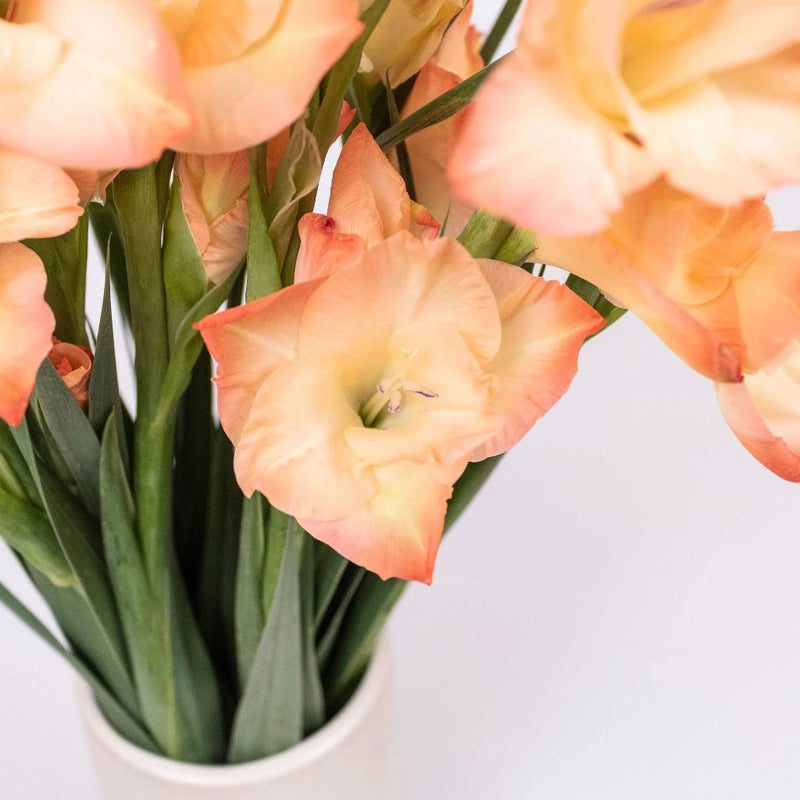 Mini Gladiolus Peach Wholesale Flower Up Close
