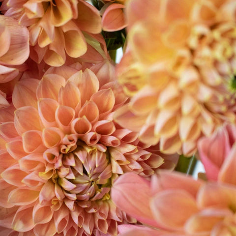 Peach Party Dahlia Flower Up Close