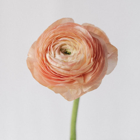 Peachy Coral Ranunculus Fresh Cut Flower Stem - Image