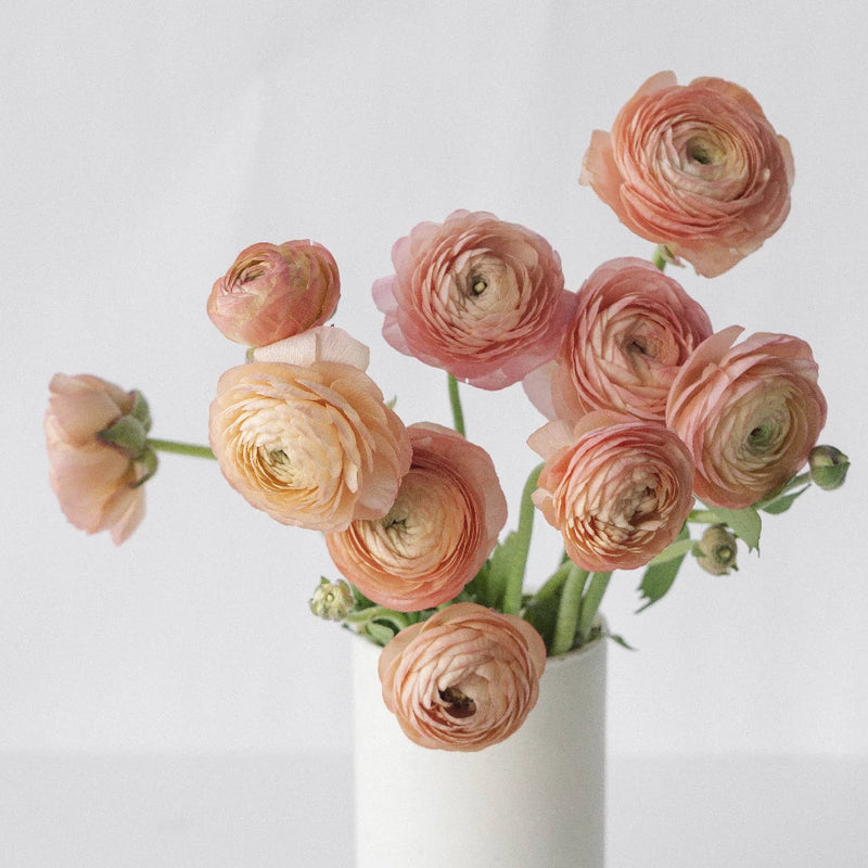 Peachy Coral Ranunculus Fresh Cut Flower Vase - Image