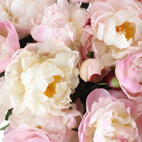 Pecher Blush Pink Peonies up close