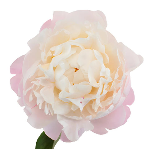 Pecher Blush Pink Peony Stem
