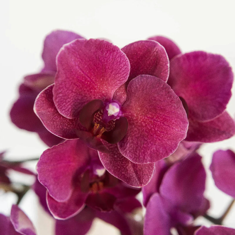 Phalaenopsis Orchid Red Dream Close Up - Image