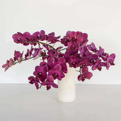 Phalaenopsis Orchid Red Dream Vase - Image