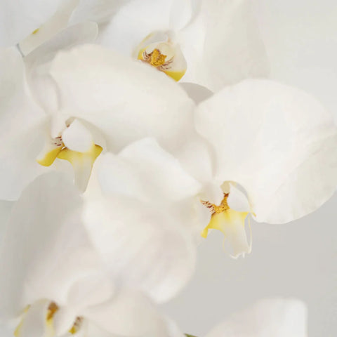 Phalaenopsis Orchid Close Up - Image