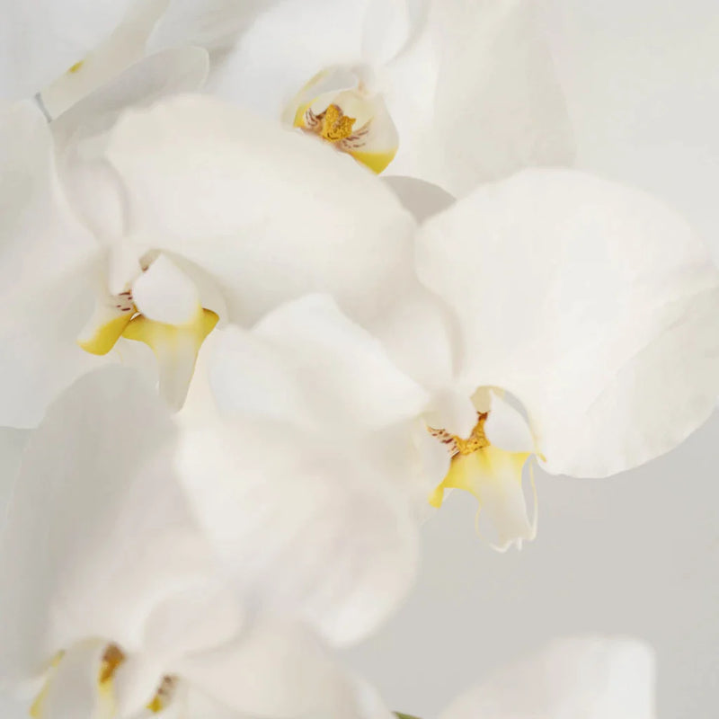 Phalaenopsis Orchid Close Up - Image