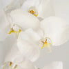 Phalaenopsis Orchid White