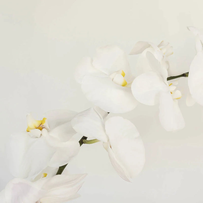 Phalaenopsis Orchid Stem - Image