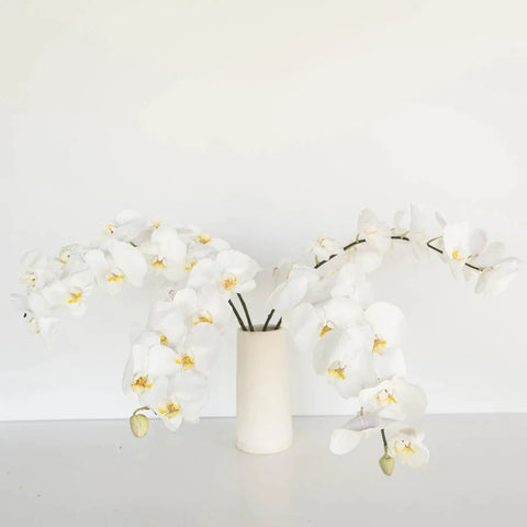 Phalaenopsis Orchid Vase - Image