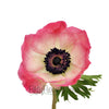 Pink Fresh Cut Anemone Flower