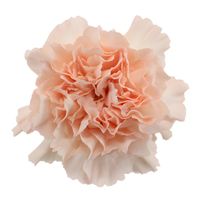 Pink Candy Carnation Flower Bloom