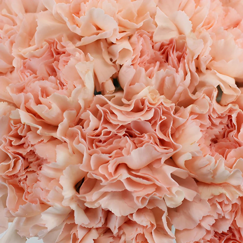 Pink Candy Wholesale Carnations Up close