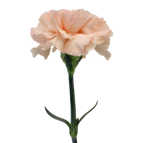 Pink Candy Carnations side stem