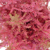 Perfectly Pink Astilbe Texture Flower May to October
