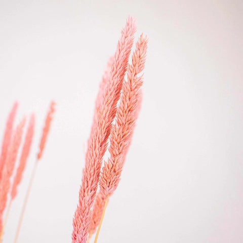 Pink Dried Thypa Flower Up Close